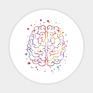 Brain anatomy Magnet